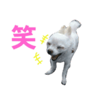 実写 わんこライフ2（個別スタンプ：19）