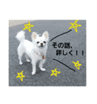 実写 わんこライフ2（個別スタンプ：22）