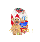 まーるのハッピーライフ（個別スタンプ：11）