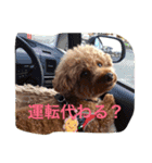 まーるのハッピーライフ（個別スタンプ：16）