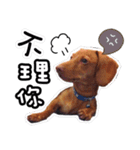 Lele happy dog（個別スタンプ：2）