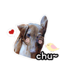 Lele happy dog（個別スタンプ：3）
