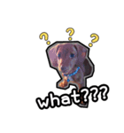 Lele happy dog（個別スタンプ：4）