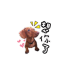 Lele happy dog（個別スタンプ：5）