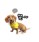 Lele happy dog（個別スタンプ：7）