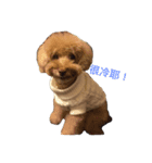 Cody's life（個別スタンプ：3）