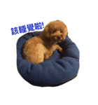 Cody's life（個別スタンプ：6）