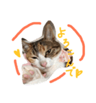 HIME of a calico cat .（個別スタンプ：1）