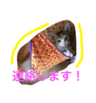 HIME of a calico cat .（個別スタンプ：2）