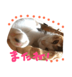 HIME of a calico cat .（個別スタンプ：3）