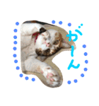 HIME of a calico cat .（個別スタンプ：4）