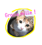 HIME of a calico cat .（個別スタンプ：5）