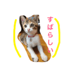 HIME of a calico cat .（個別スタンプ：6）