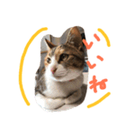 HIME of a calico cat .（個別スタンプ：7）