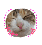 HIME of a calico cat .（個別スタンプ：8）