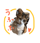 HIME of a calico cat .（個別スタンプ：9）