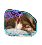 HIME of a calico cat .（個別スタンプ：10）