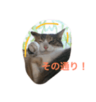 HIME of a calico cat .（個別スタンプ：11）