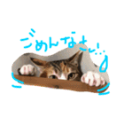 HIME of a calico cat .（個別スタンプ：12）