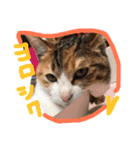HIME of a calico cat .（個別スタンプ：13）