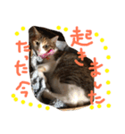 HIME of a calico cat .（個別スタンプ：15）