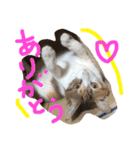 HIME of a calico cat .（個別スタンプ：17）