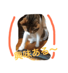 HIME of a calico cat .（個別スタンプ：19）