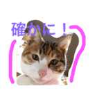 HIME of a calico cat .（個別スタンプ：21）