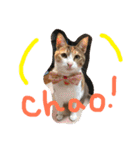 HIME of a calico cat .（個別スタンプ：22）