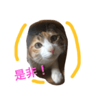 HIME of a calico cat .（個別スタンプ：23）