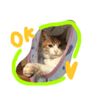 HIME of a calico cat .（個別スタンプ：24）
