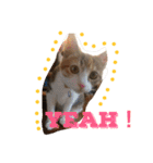 HIME of a calico cat .（個別スタンプ：25）