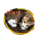 HIME of a calico cat .（個別スタンプ：26）