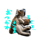 HIME of a calico cat .（個別スタンプ：30）