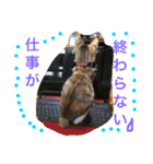 HIME of a calico cat .（個別スタンプ：31）