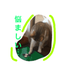 HIME of a calico cat .（個別スタンプ：32）