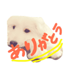 マメ太スタンプ❶（個別スタンプ：8）
