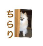 ぽめみくもの日常（個別スタンプ：4）