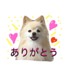 ぽめみくもの日常（個別スタンプ：6）
