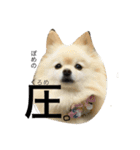 ぽめみくもの日常（個別スタンプ：16）