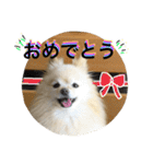 ぽめみくもの日常（個別スタンプ：20）