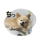 ぽめみくもの日常（個別スタンプ：23）