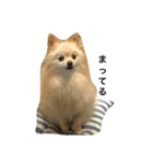 ぽめみくもの日常（個別スタンプ：28）
