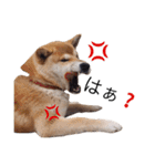 taro STICKER SHIBA3（個別スタンプ：1）