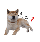 taro STICKER SHIBA3（個別スタンプ：2）