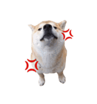 taro STICKER SHIBA3（個別スタンプ：3）