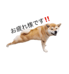 taro STICKER SHIBA3（個別スタンプ：4）