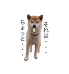 taro STICKER SHIBA3（個別スタンプ：5）