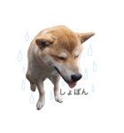 taro STICKER SHIBA3（個別スタンプ：6）