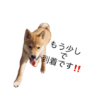 taro STICKER SHIBA3（個別スタンプ：7）